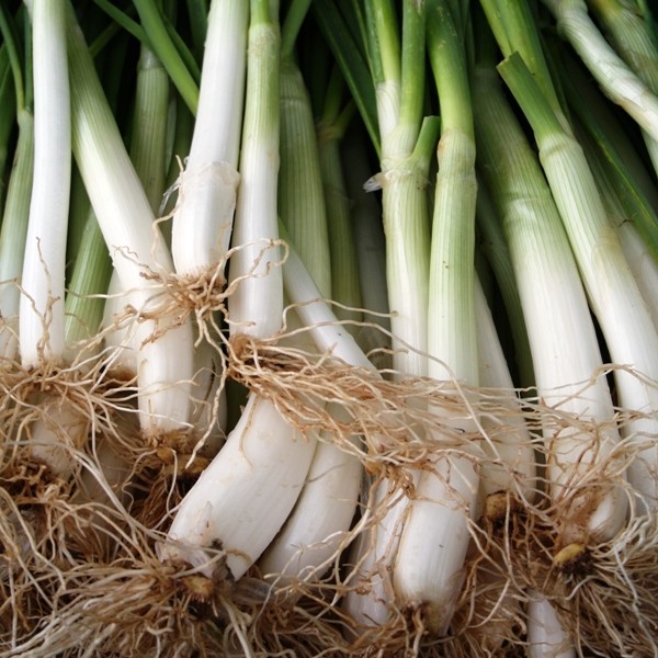 long onion